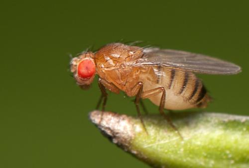 鉴定了果蝇生物钟中涉及大脑温度夹带的蛋白质