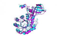 对蛋白质结构的新见解可能会改变生物医学的未来