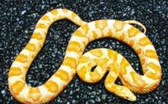 玉米蛇基因组首次测序