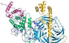 蛋白质复合物的结构暗示其在染色体分离中的功能