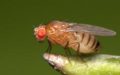 鉴定了果蝇生物钟中涉及大脑温度夹带的蛋白质