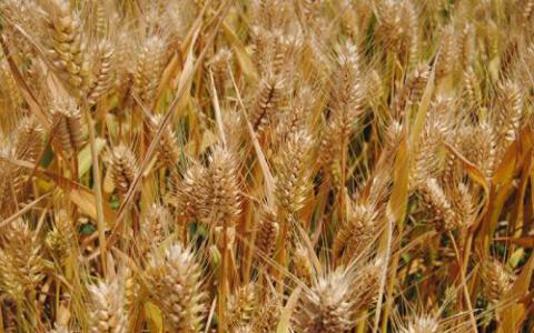 研究提高对昂贵的小麦真菌病的抵抗力