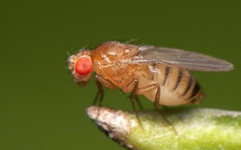 鉴定了果蝇生物钟中涉及大脑温度夹带的蛋白质