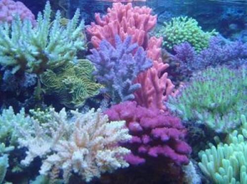 脂肪使珊瑚适合应对气候变化
