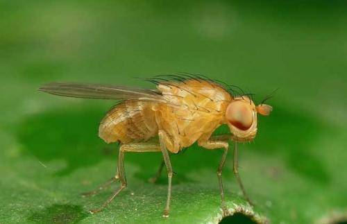 新的果蝇研究确定了人类高海拔适应的基因组标志