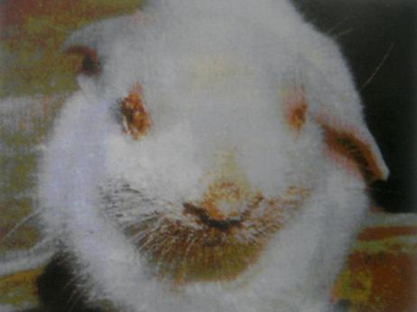 达尔文的兔子有助于解释对粘液瘤病的反击