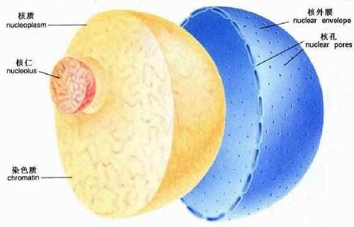 科学家第一次看到细胞核的双层支架