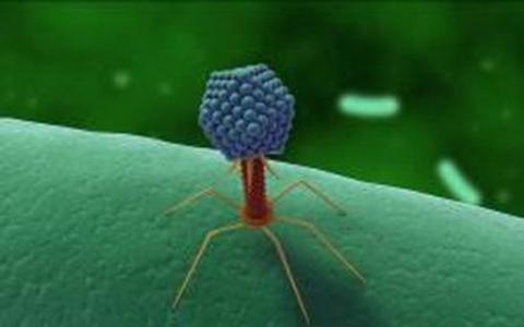 噬菌体与宿主相互作用的历史与CRISPR的帮助