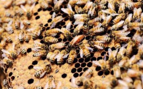 DNA和超级计算机如何帮助维持蜜蜂种群