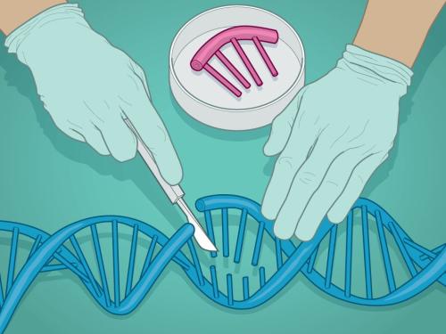 嵌套CRISPR可以使用长DNA片段进行有效的基因组编辑