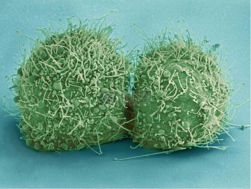 生物学家回答有关细胞大小的基本问题