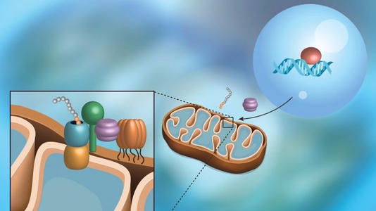 研究人员揭示了线粒体中蛋白质转运的机制