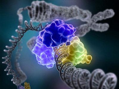 分子魔术贴有助于照亮DNA修复