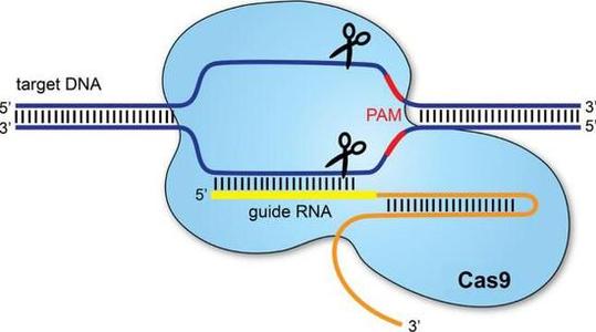CRISPR-Cas9抑制剂在宏基因组学研究中发现