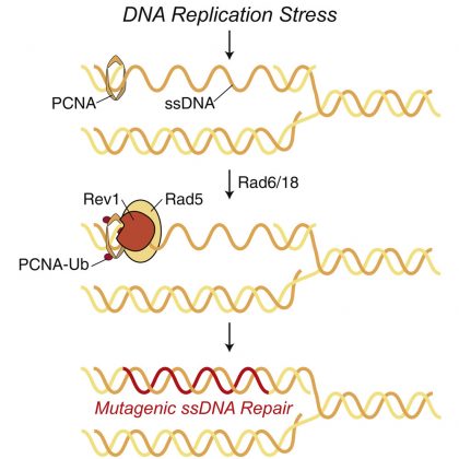 由应激细胞中的错误  易位酶复制的无错误DNA