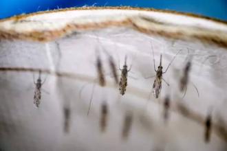 疟疾寄生虫的基因组结构与毒力有关