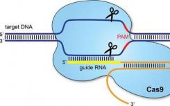 CRISPR-Cas9抑制剂在宏基因组学研究中发现