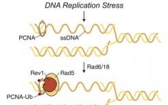 由应激细胞中的错误  易位酶复制的无错误DNA