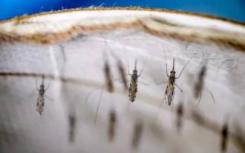 疟疾寄生虫的基因组结构与毒力有关