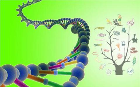 运动酶通过几种机制保护基因组