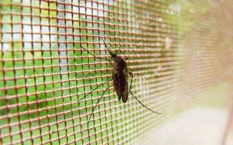 基因组科学家开发了研究广泛形式疟疾的新方法