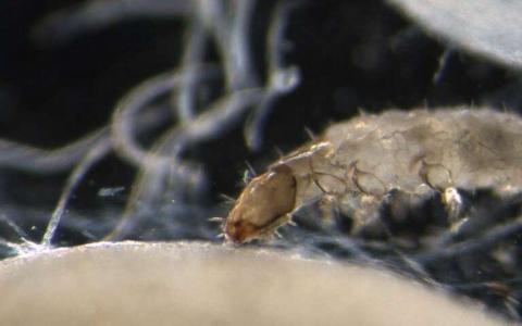 当抗性根虫发作时 玉米植物会感染饥饿的线虫
