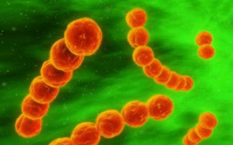 复发性扁桃体炎的见解可能导致链球菌疫苗