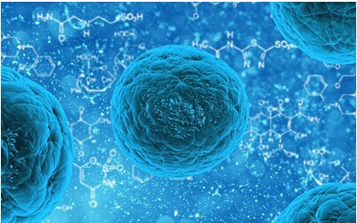 新的实时成像技术揭示了细胞修复人员堵塞漏泄的生物屏障