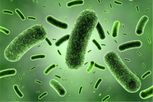细菌有助于发现人类致癌蛋白