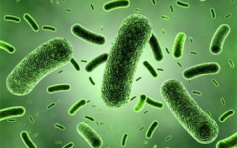 细菌有助于发现人类致癌蛋白