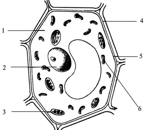 细胞使用数学上最优的策略找到它们的身份