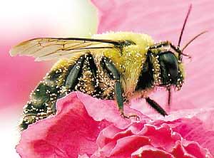 研究表明危险的蜜蜂病毒可能是无辜的旁观者