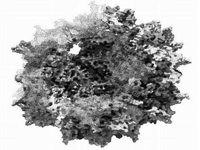 在简单的细菌中科学家发现了复杂免疫的新证据