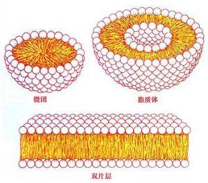 一种研究脂质生物学的综合方法