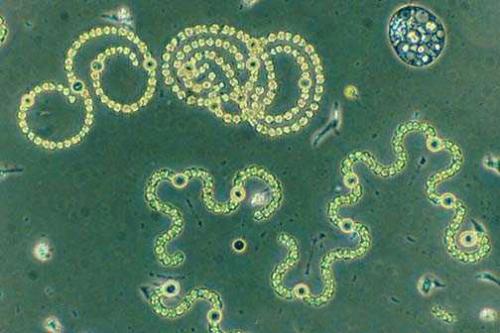 对古细菌的研究可以教会我们更多关于自己的知识