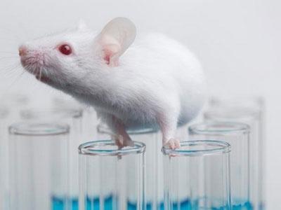 研究人员首先使用CRISPR  Cas9来控制小鼠的遗传继承
