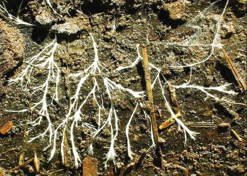 土壤真菌分泌具有抗肿瘤活性的抗生素