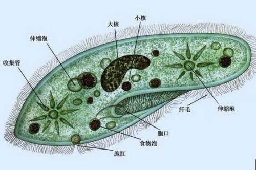 科学家为DNA靶向设计了新的CRISPR平台