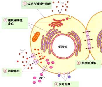 团队使用合成生物学来阐明细胞功能的复杂性