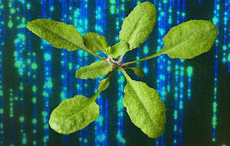 新技术为转基因植物提供了前所未有的细节