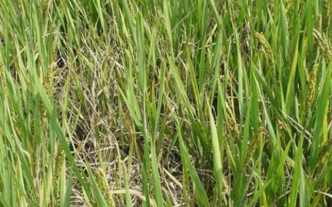 新研究揭示了水稻副产物中的纤维成分