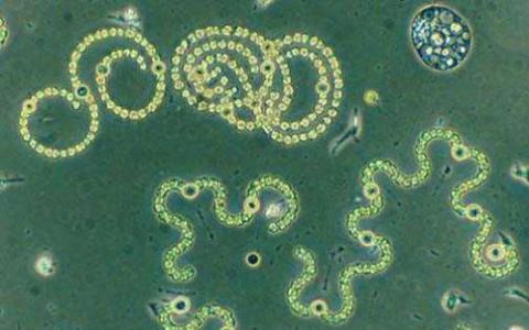 对古细菌的研究可以教会我们更多关于自己的知识