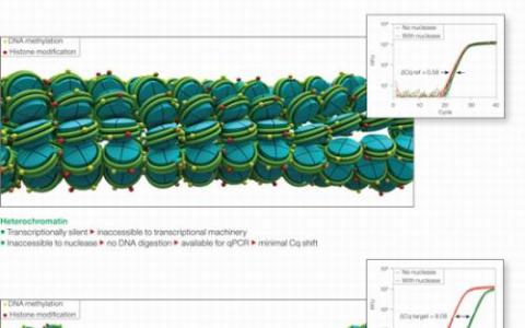 控制染色体 异染色质的新作用