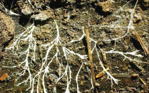 土壤真菌分泌具有抗肿瘤活性的抗生素