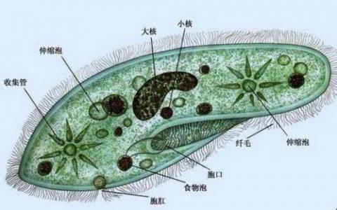 科学家为DNA靶向设计了新的CRISPR平台