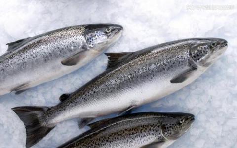 对鲑鱼监测中环境DNA的研究可以带来经济效益