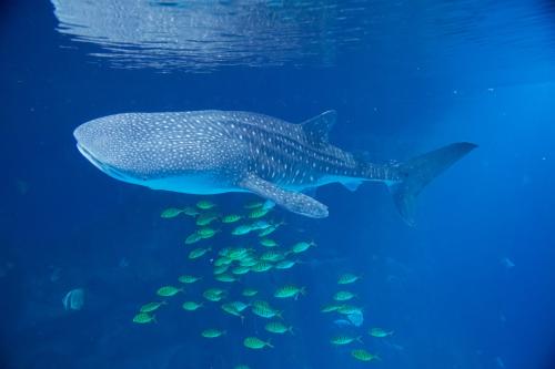 组合血液组织测试显示鲸鲨饮食 