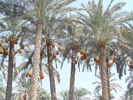 利用基因组数据 研究人员解开了北非枣椰树的历史