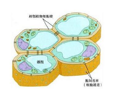 植物如何调节细胞壁中的糖沉积