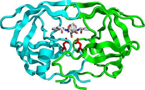 新的CRISPR-Cas9变体可以响应病毒蛋白酶